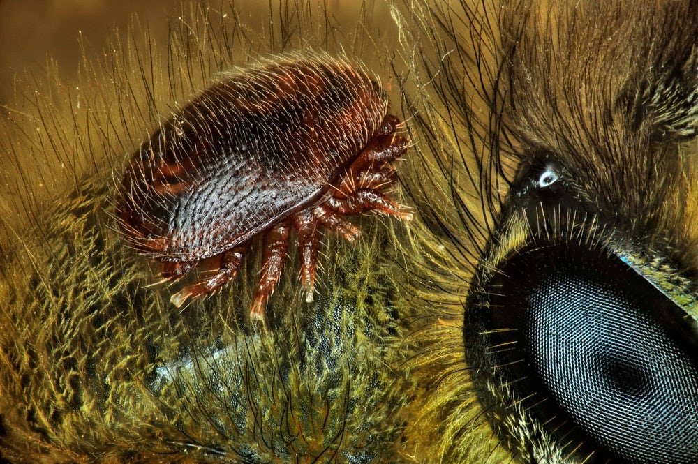 Um ácaro nas costas de abelha