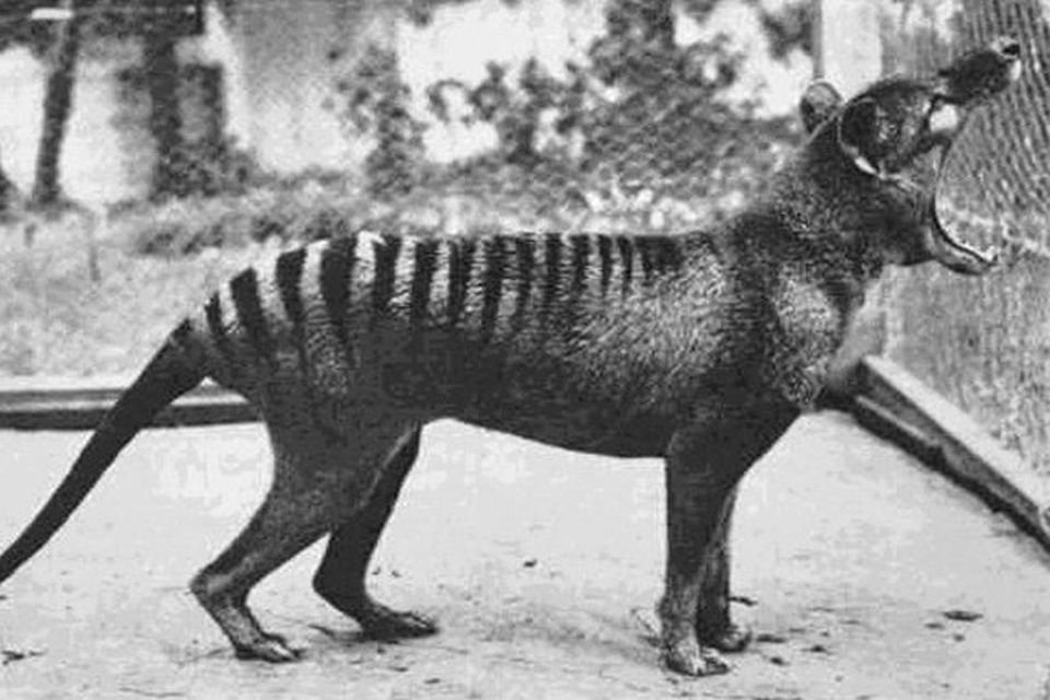 Imagem de 9 curiosas fotos históricas que nos ajudam a compreender o mundo no megacurioso