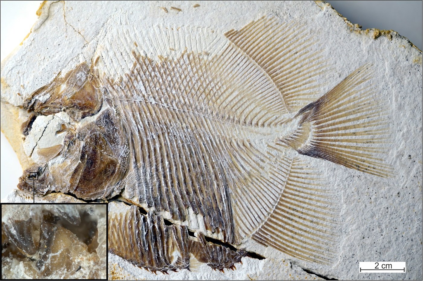 Fóssil de piranha