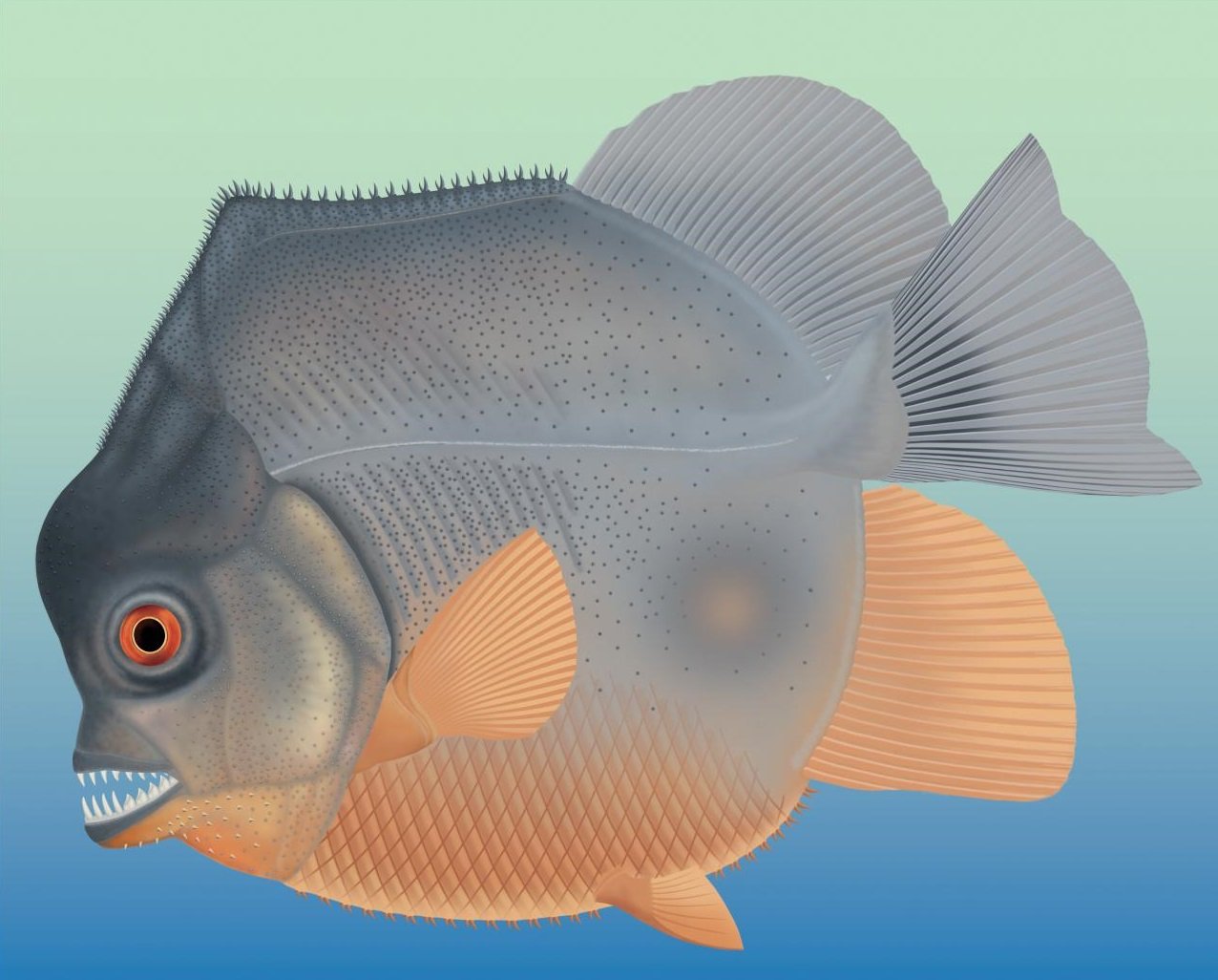 Ilustração de piranha