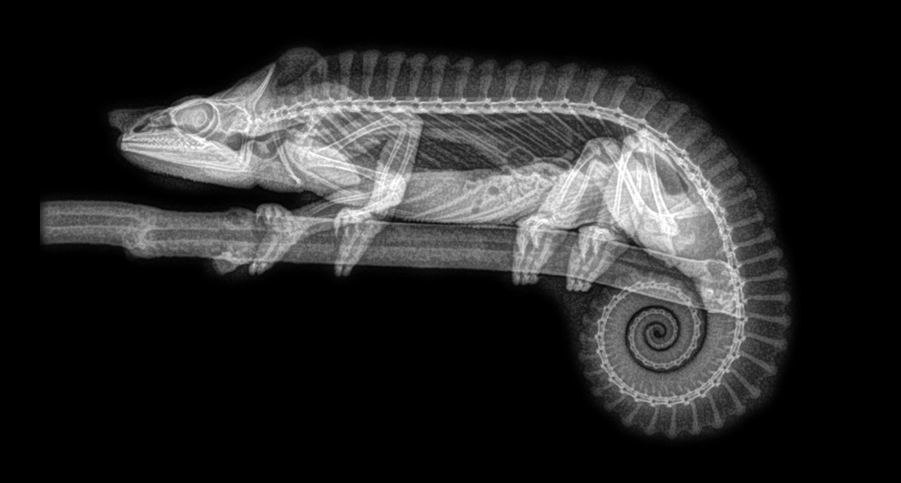 radiografia de camaleão