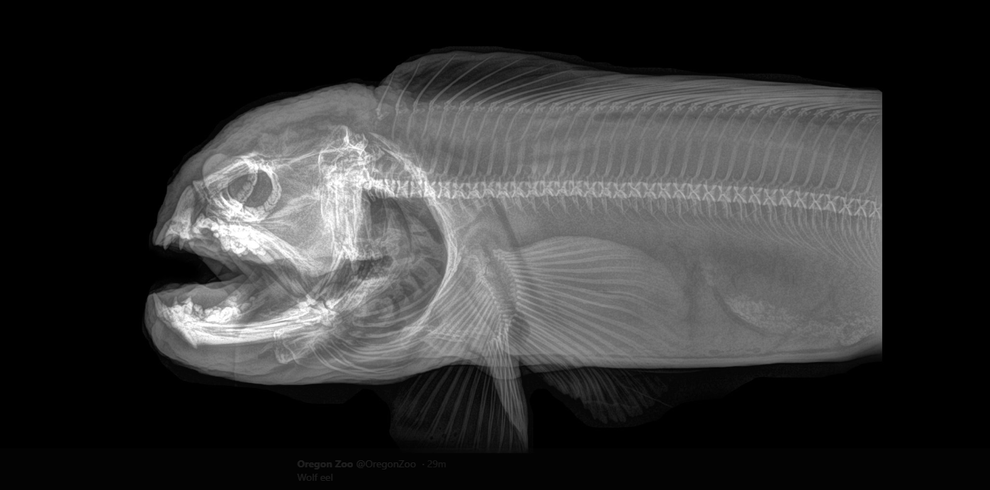 Radiografia de enguia