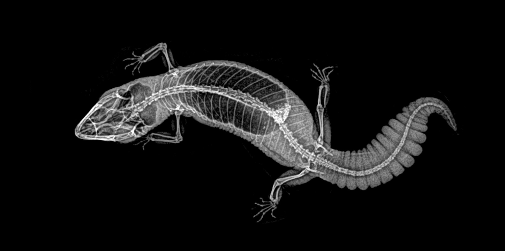 Radiografia de lagarto