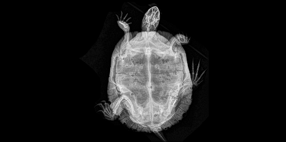 Radiografia de tartaruga