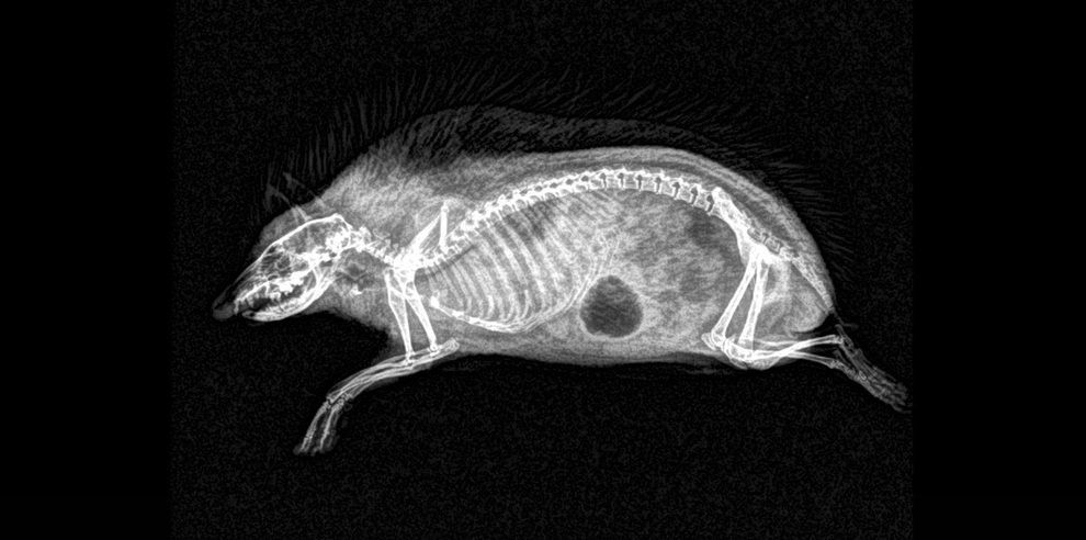 Radiografia de um ouriço