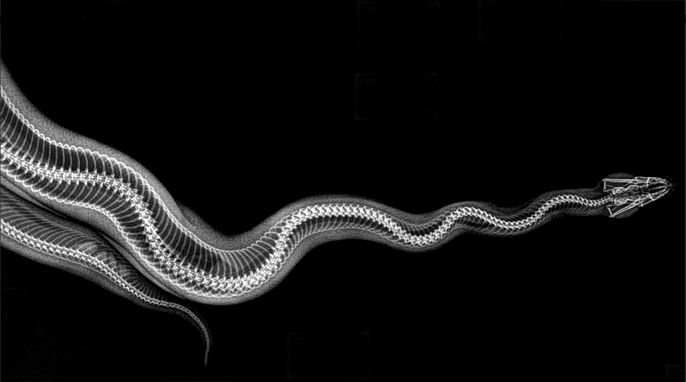 Radiografia de uma cobra