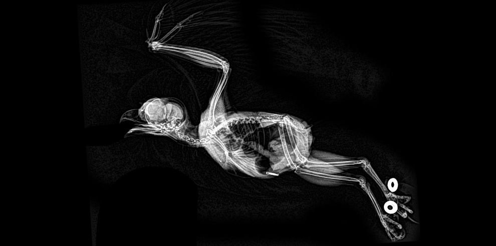 Radiografia de uma coruja