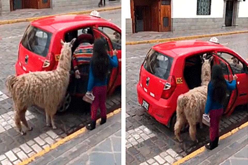 Imagem de Lhama pega táxi em Cusco, no Peru, e viraliza na internet no megacurioso