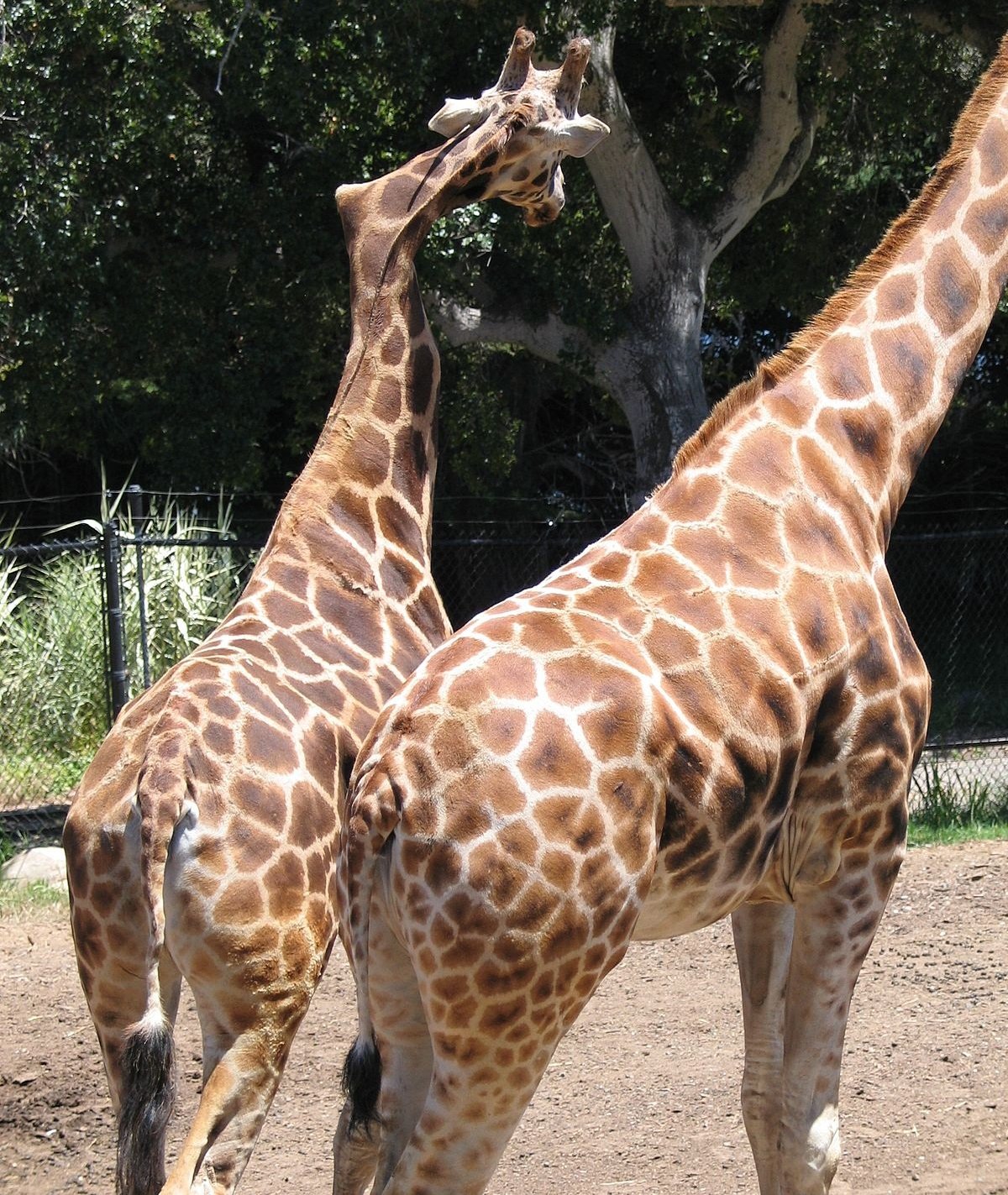 Girafa com pescoço torto