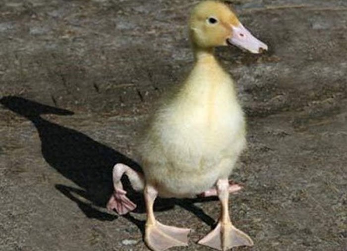 Pato com quatro patas