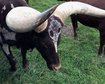 thumb-image-2024-02-29T14:03:51.258Z