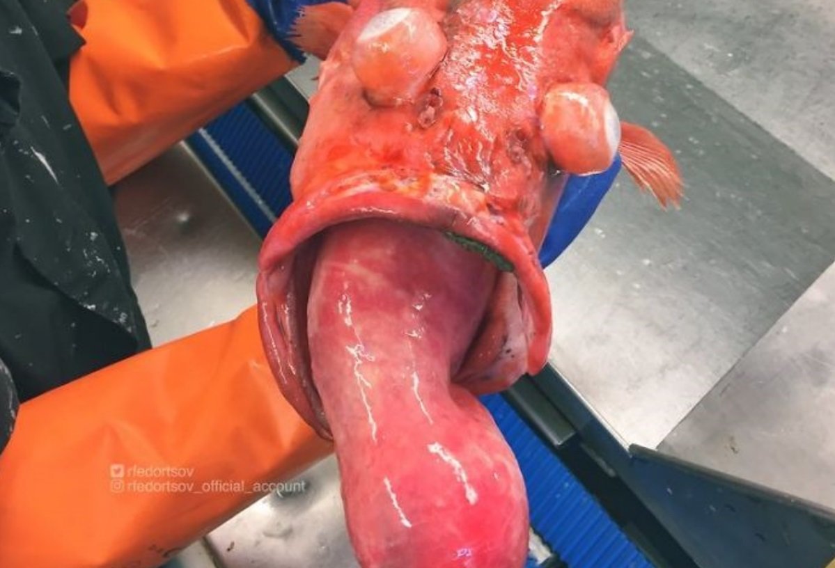 Imagem de Veja outra seleção de seres das profundezas que parecem saídos de pesadelos no megacurioso