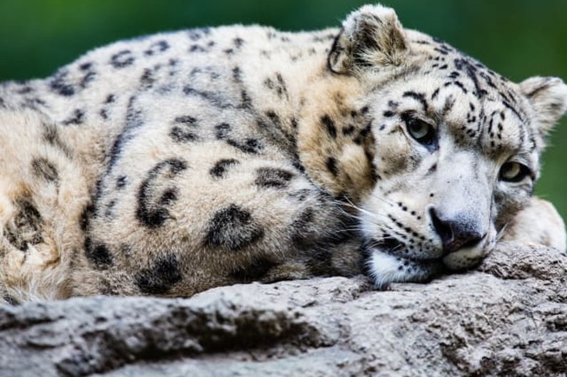 Leopardo-das-neves (Panthera uncia)