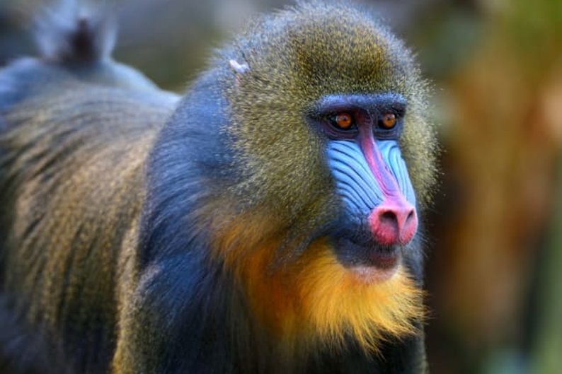 Mandril (Mandrillus sphinx)