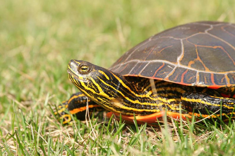 Tartaruga-pintada (Chrysemys picta)