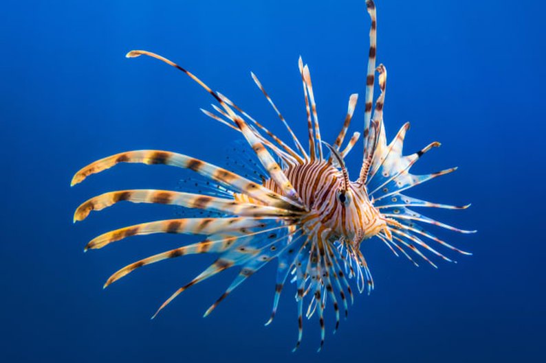 Peixe-leão (Pterois volitans)