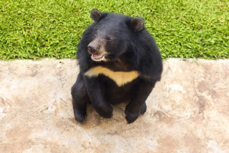 Urso-negro-asiático (Ursus thibetanus)