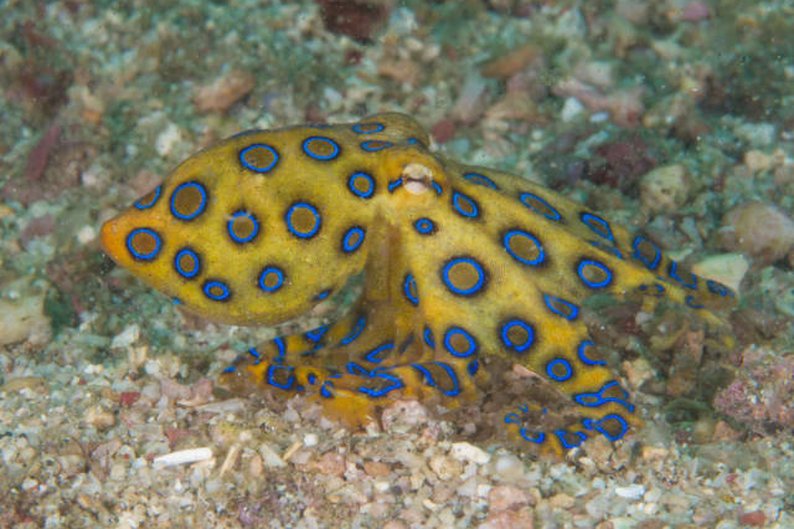 Polvos-de-anéis-azuis (Hapalochlaena lunulata)