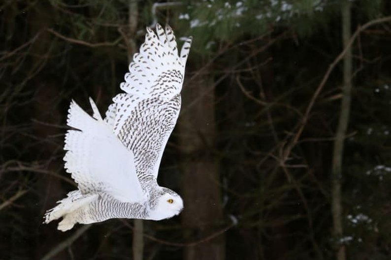 Coruja-das-neves (Bubo scandiacus)