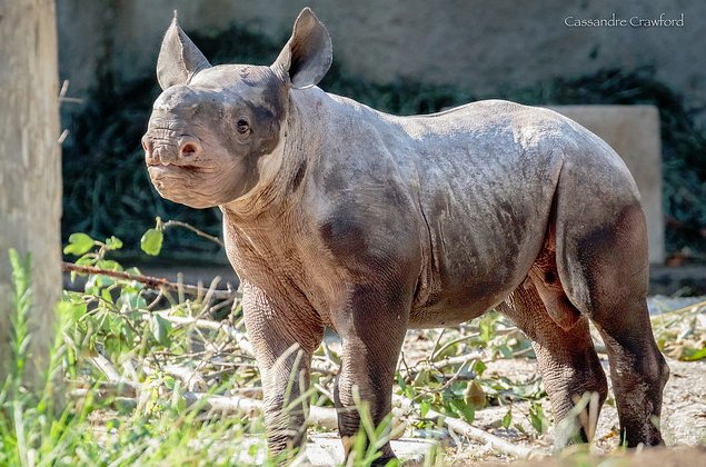 14 animais mais feios do mundo