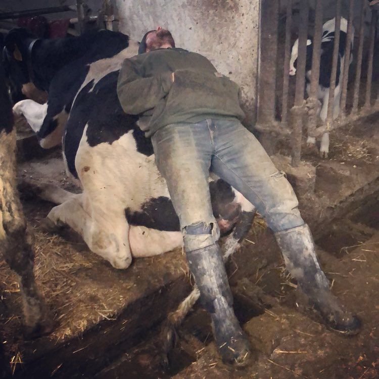 Dormindo sobre uma vaca