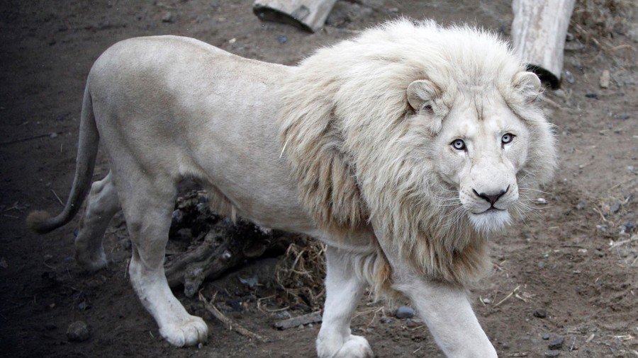 Leão branco