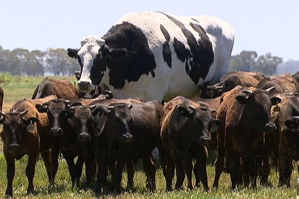 Vaca gigante