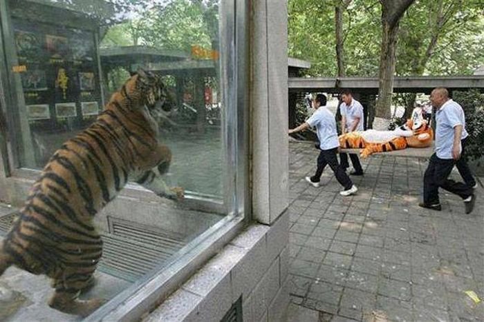 Tigre em zoológico