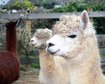 thumb-image-2024-02-29T14:03:54.803Z