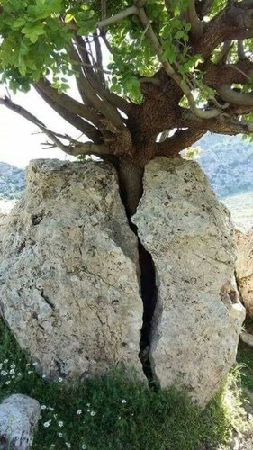 pedra