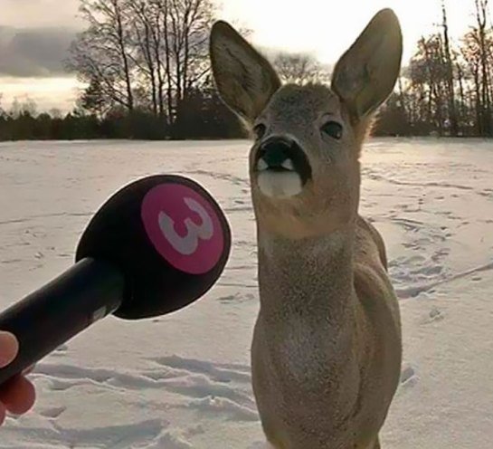 Animal sendo entrevistado