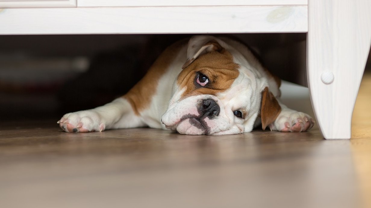 Por que cachorros vivem se escondendo embaixo da cama? - Mega Curioso