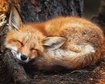 thumb-image-2024-02-29T14:03:56.073Z