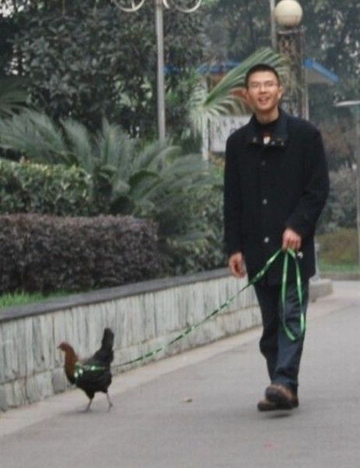 Homem passeando com galinha