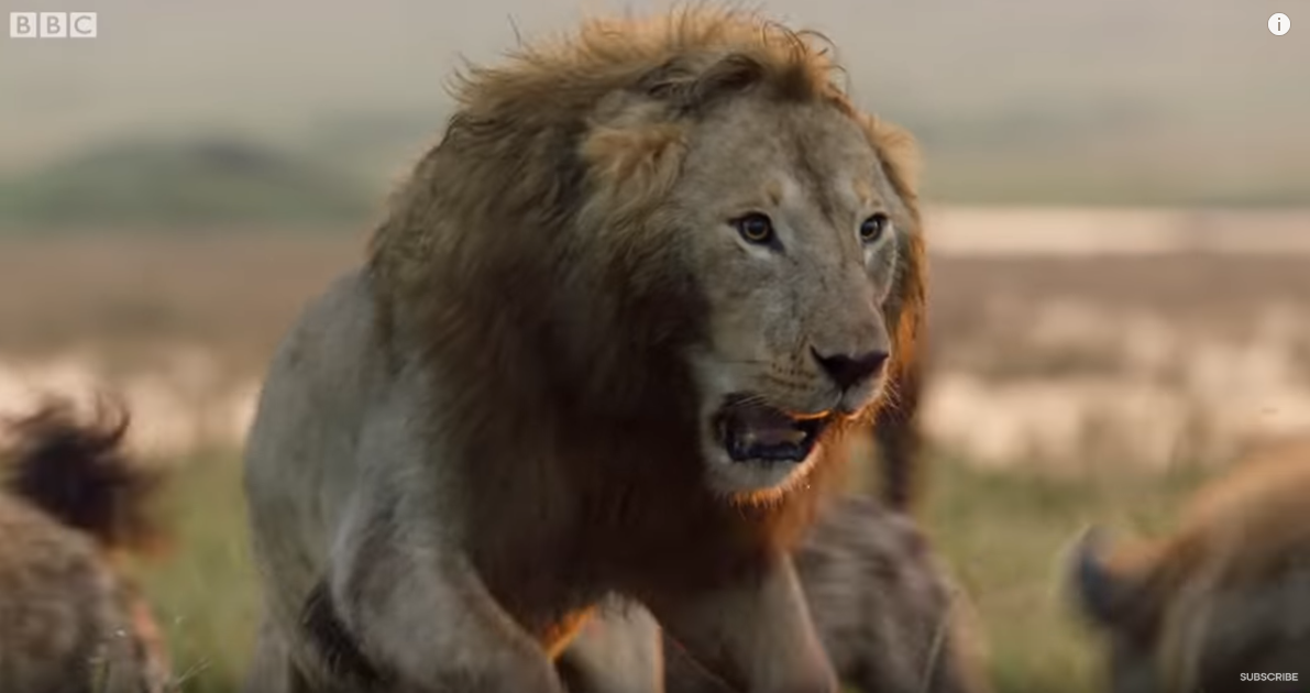 Leão sendo atacado por hienas