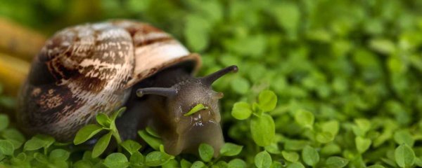 Você Sabia Que Caracóis Tem Milhares De Dentes Mega Curioso 1563