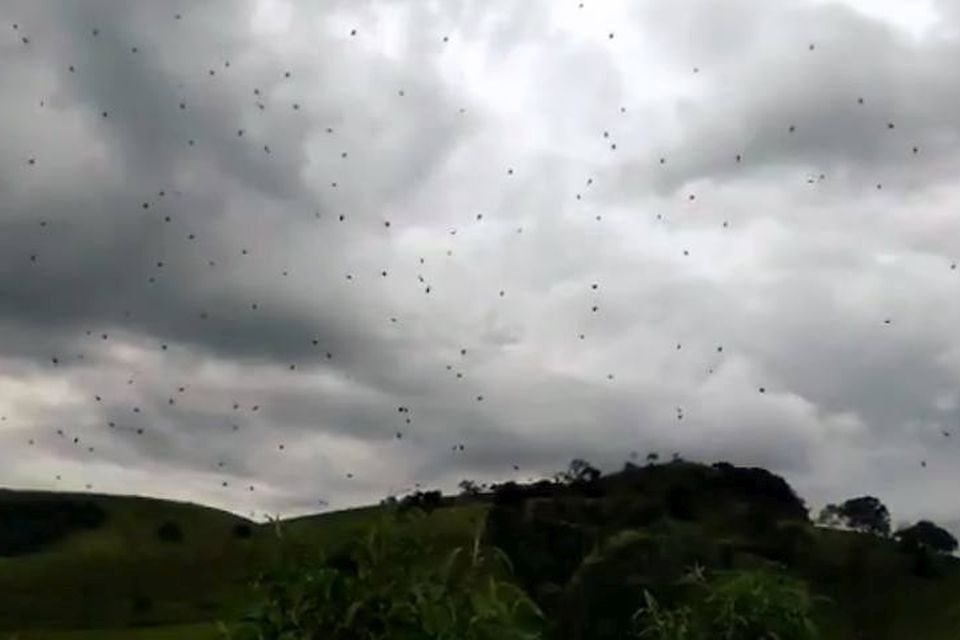 Imagem de Medo: cidade de Minas Gerais registra uma “chuva” de aranhas no megacurioso
