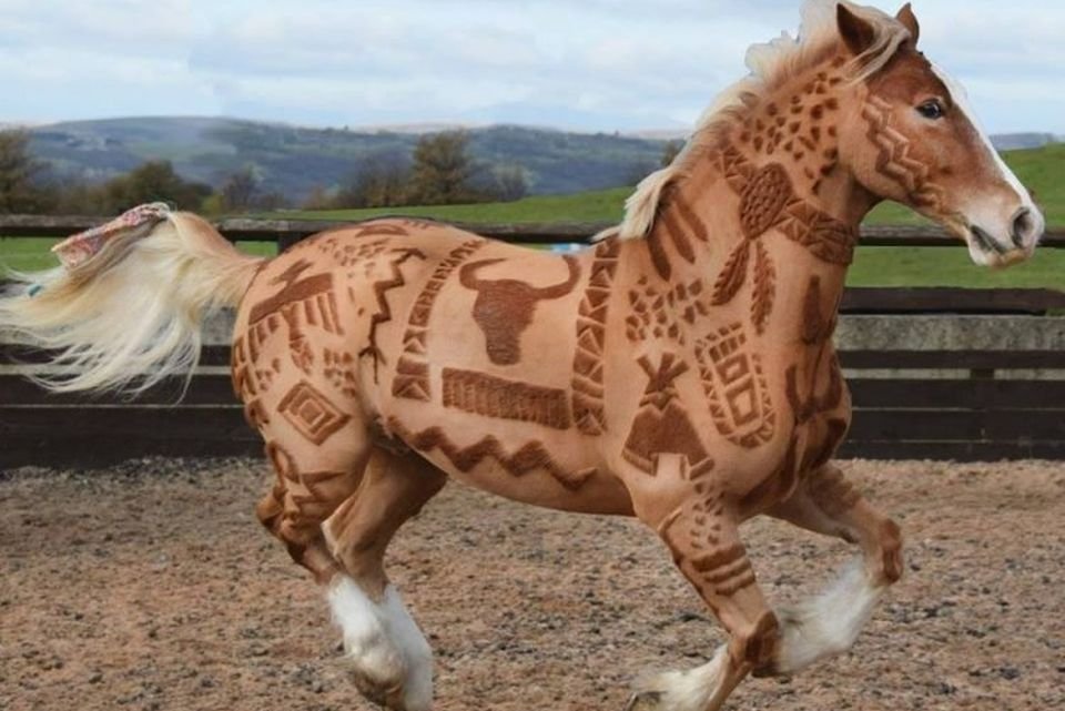 Cabeleireira De Cavalos Cria Telas Incriveis No Pelo Dos Animais Mega Curioso