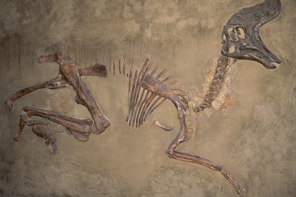 Imagem de Os cientistas têm um truque bem curioso para diferenciar fósseis de rochas no megacurioso