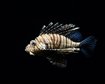 thumb-image-2024-02-29T14:04:00.530Z