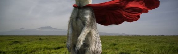 Imagem de 18 montagens que mostram como seria "a vida secreta dos animais" no megacurioso