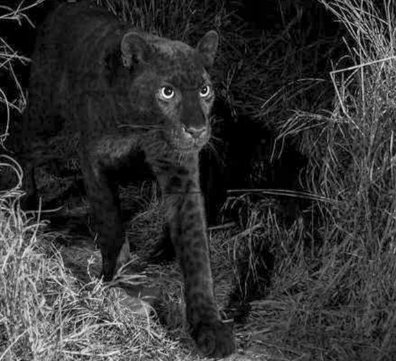 Fotógrafo captura belas imagens de pantera-negra no Quênia - Mega Curioso