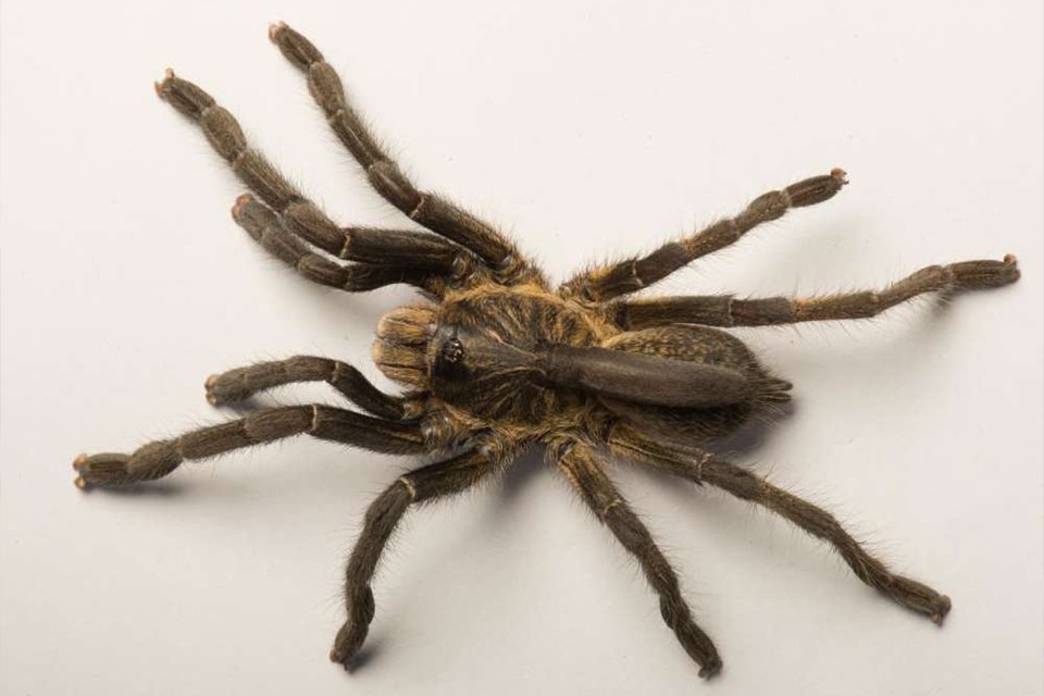 Imagem de CORRA! Cientistas encontraram uma espécie de tarântula com chifre! no megacurioso
