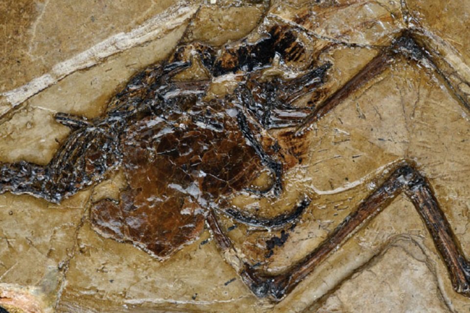 Imagem de Descobriram um ovo completo em uma ave fossilizada de 115 milhões de anos! no megacurioso