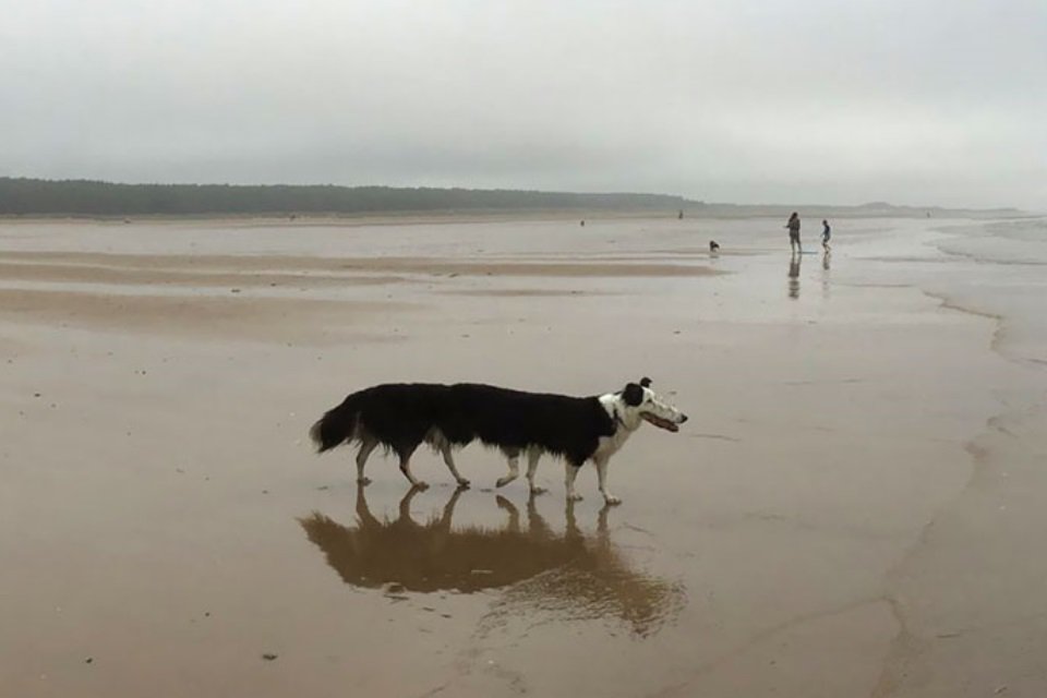 Imagem de 15 fotos panorâmicas de animais que deram muito, mas muito errado! no megacurioso