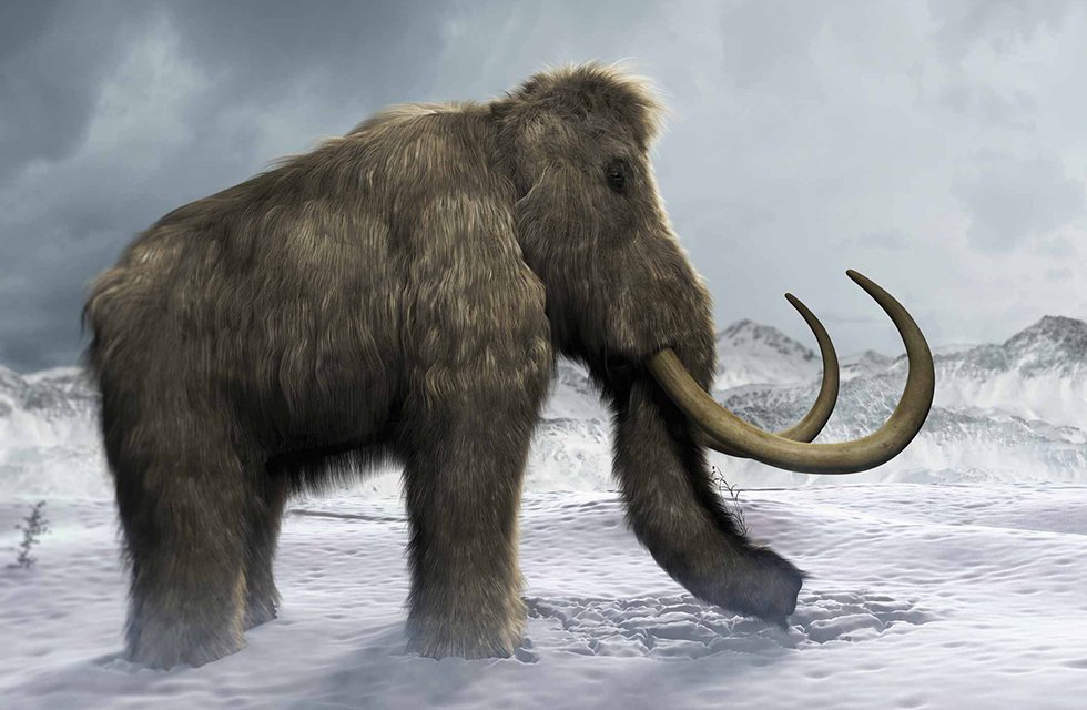 Imagem de Você é o que come: mamute e neandertais eram geneticamente similares no megacurioso