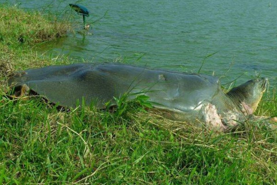 Imagem de Última tartaruga fêmea de sua espécie morre em tentativa de inseminação no megacurioso