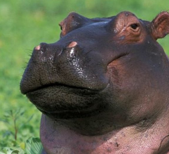 Conheça o Skinny Pig, o Porquinho-da-índia hipopótamo