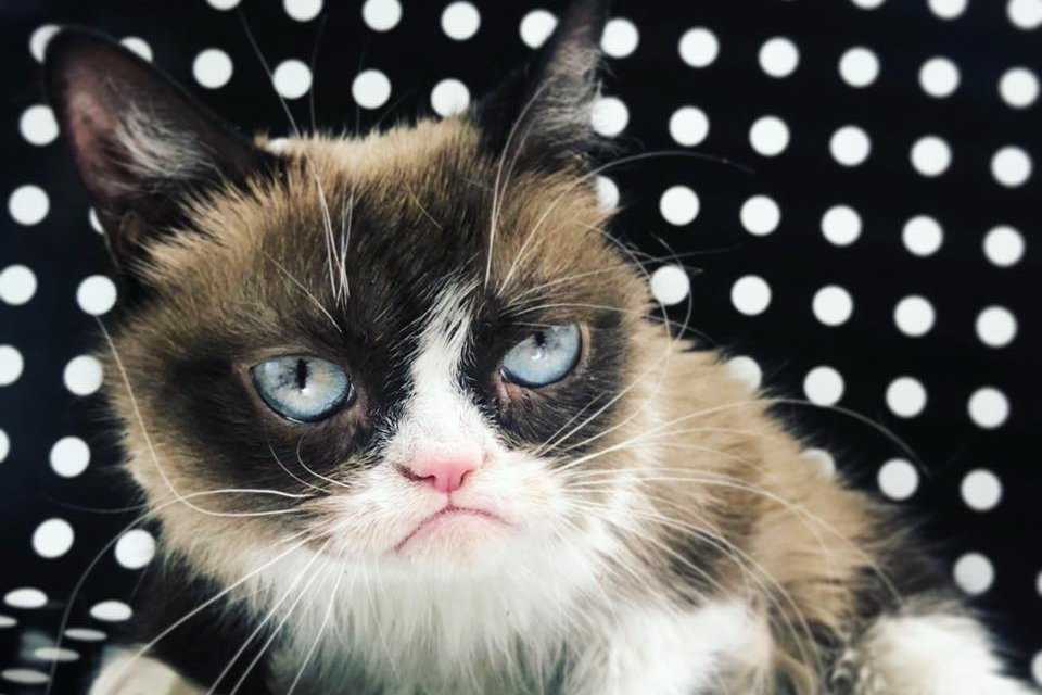 Morre 'Grumpy Cat', a gata celebridade da internet, protagonista de