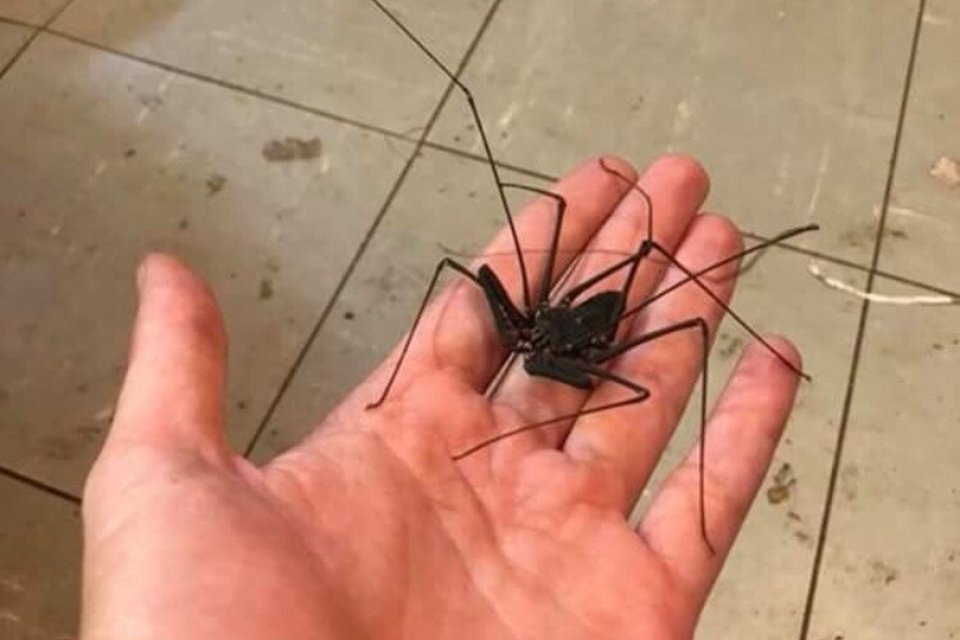 Imagem de Se você tem aracnofobia, esperamos que você nunca vá nesse banheiro no megacurioso
